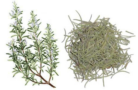 Jacob Hooy Rosemary GROUND. --- for good resistance, blood circulation and also has a supporting effect on the liver and kidneys in horses.