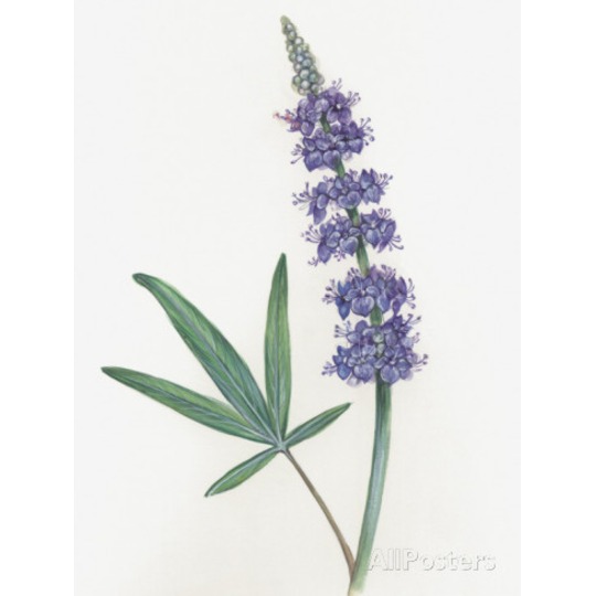 Agnus Castus. Régulateur hormonal, du cycle menstruel, de la lactation et des troubles hormonaux.