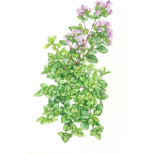 Jacob Hooy Majoran / Oregano. --- Bei Verdauungsproblemen wie Durchfall, bei Husten und gegen Parasiten wie Würmer