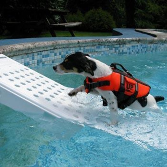 SUPER Skamper-Ramp SK3. Piscine protection pour vos animaux.