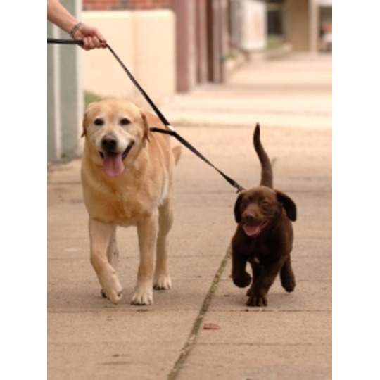 Double Dog Coupleur. Marcher facilement avecdeux chiens en laisse.