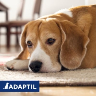 Adaptil Calm Halsband Hund.