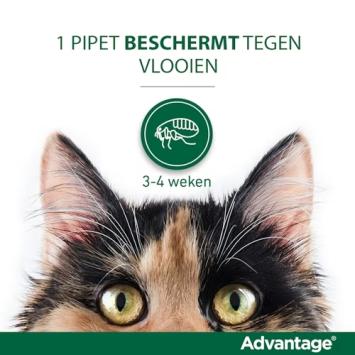 Advantage 80 Chat 4 pipettes --- Contre les puces, pour les chats de 4 à 8 kg.