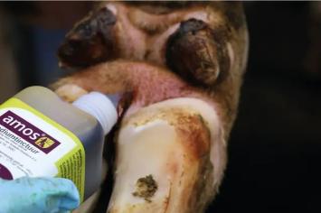 Amos Jodium Tinctuur 2% --- Een gebruiksklare jodiumoplossing voor wond- en navelbehandeling. Ook geschikt bij aflammeren en afkalven.