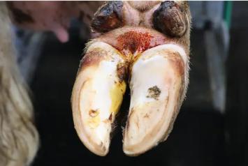 Amos Jodium Tinctuur 2% --- Een gebruiksklare jodiumoplossing voor wond- en navelbehandeling. Ook geschikt bij aflammeren en afkalven.