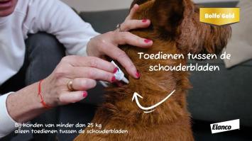 Bolfo Gold Hund. -- Anti-Flohmittel in Spot-on, für kleine & große Hunde, in 2 & 4 Pipetten.