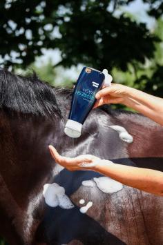 Cavalor Refresh Wash Horse 500ml. --- Shampoing formule pH-neutre à l'eucalyptus pour chevaux.