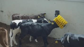 EasiSwing Pendulum MINI --- Per vitelli, capre e altri piccoli animali: per spazzolarsi, grattarsi e prendersi cura di sé.