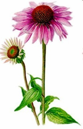 Echinacea. Verhoogt en stimuleert het afweersysteem.