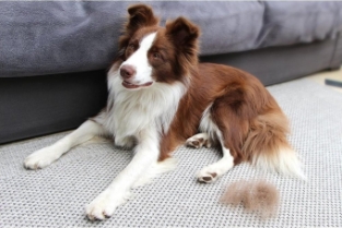 FURminator FURflex Chien Small