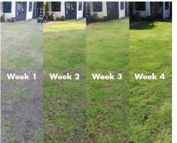 Pokon Lawn Revolution 4 kilos.    Todo en 1 para un césped estupendo.