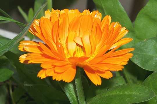 Calendula / Ringelblume 1 kg.