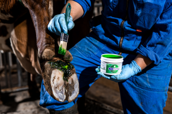 Intra Hoof-Fit Gel 330 ml. -- Extremely effective in hoof treatment of cattle and sheep.