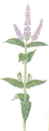 Menthe Feuille SOL. Pour stimulant de la digestion, coliques, cas de toux et de rhume.