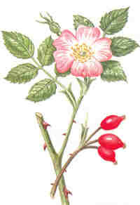 Rozenbottel ZAADLOOS. Hoog in Vitamine C. voor gebak, jam, gelei, taart en gebak, theemelanges en andere dranken.