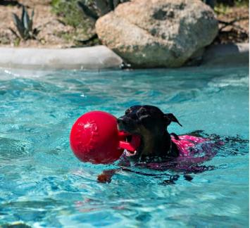 Tug-N-Toss Jolly Ball Perro y caballos pequeños.